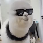 Alpaca - @alpaped_ - Instagram