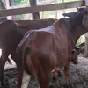 Alê parente - @al.parente - TikTok