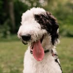 Pax the Sheepadoodle - @paxtongrey_allday - Instagram