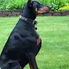 alanpelzer161 - @alanpelzer161 - TikTok