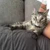 Penny and Al 🐈❤️ - @penny.and.al - TikTok