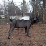 Alperkins Canecorso - @alperkinscanecorso - Instagram