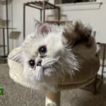 Al Philips - @alphilips1337 - Instagram