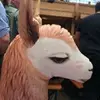 alpi_laalpaca - @alpiperu - TikTok