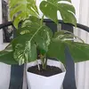 AL _plant - @elzara020 - TikTok