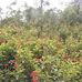 Al aqqah garden ,natural plant supplier . - Facebook