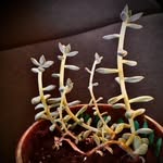 Al Plant - @al_the_succulus - Instagram