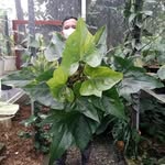 Al plant's - @al_plants08 - Instagram