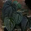 Al plants - @alfredoeldelasplantas - TikTok