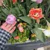 Alaa - @alaaplant - TikTok
