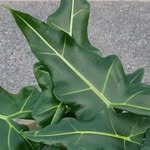 Alplant - @alp.lant - Instagram