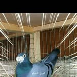 الروش باشا - @alpopeyad31 - Instagram