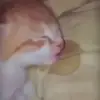 alpYE - @widefinlies - TikTok