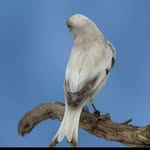 الرشيد للطيور 🐦 - @alrasheed_1499 - Instagram