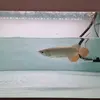AL Red - @al.reddddd - TikTok