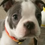 Lily the Bostie - @alrenner - Instagram