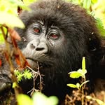 Al Schwartz - @vettravels - Instagram