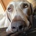 AL Simon - Facebook