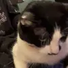 jackson alt - @steineralt - TikTok