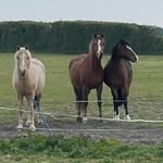 Alstone Court Riding Est - @alstonecourt88 - Instagram