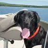 Al Thibeault - @al.thibeault - TikTok