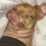 Alto Perro - @altoperro18 - TikTok