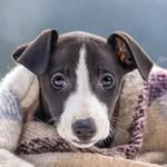 𝙰𝚕𝚝𝚘 ♡ - @alto_the_whippet - Instagram