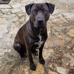 Alto - @alto.thedog - Instagram