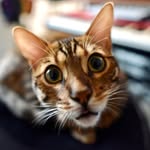 Alto - @alto_thebengal - Instagram
