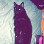 Alto Sale - @alto_the_cat - Instagram