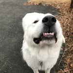 Alto the Great Pyrenees - @altothegreat - Instagram