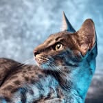 alto the toasty cat - @altothetoaster - Instagram