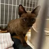 猫初心者と猫の暮らし - @altothecat1014 - TikTok