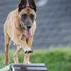 Al.train.myk9 - @train.myk9 - TikTok