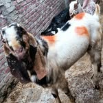 AL-URBAN GOAT FARM - @al_urban___goat_farm - Instagram