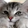 Adriana - @alusni - TikTok