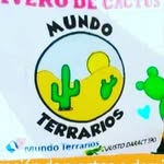 MUNDO TERRARIOS 🌵 VIVERO 🌵 - @alvafab2016cactusysuculentas - Instagram