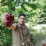 نهالستان و نهال میوه - @alvan.nahal - Instagram