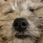 Al Wallis - @alwallis1 - Instagram