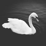 @alweis_x - Instagram