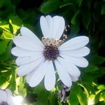 Nour Alweis - @alweisnour - Instagram