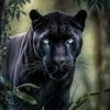 all wild - @allwild2 - TikTok
