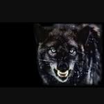 A_L_wolf - @a_l_wolf - Instagram