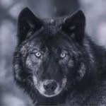 Al Wolf - @al_wolf - Instagram