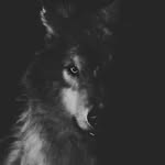 al wolf - @aldi_werewolf01 - Instagram