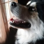 Aylin - @al_wolfe_ - Instagram