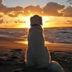 Al Yeager - @yeageral - Instagram