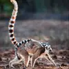 Alligatoryeager - @alyyeager - TikTok