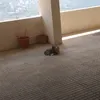 Ala Ali - @ala.ali42 - TikTok