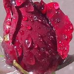 Alaa Alkhateeb - @ala.alkhatib - Instagram